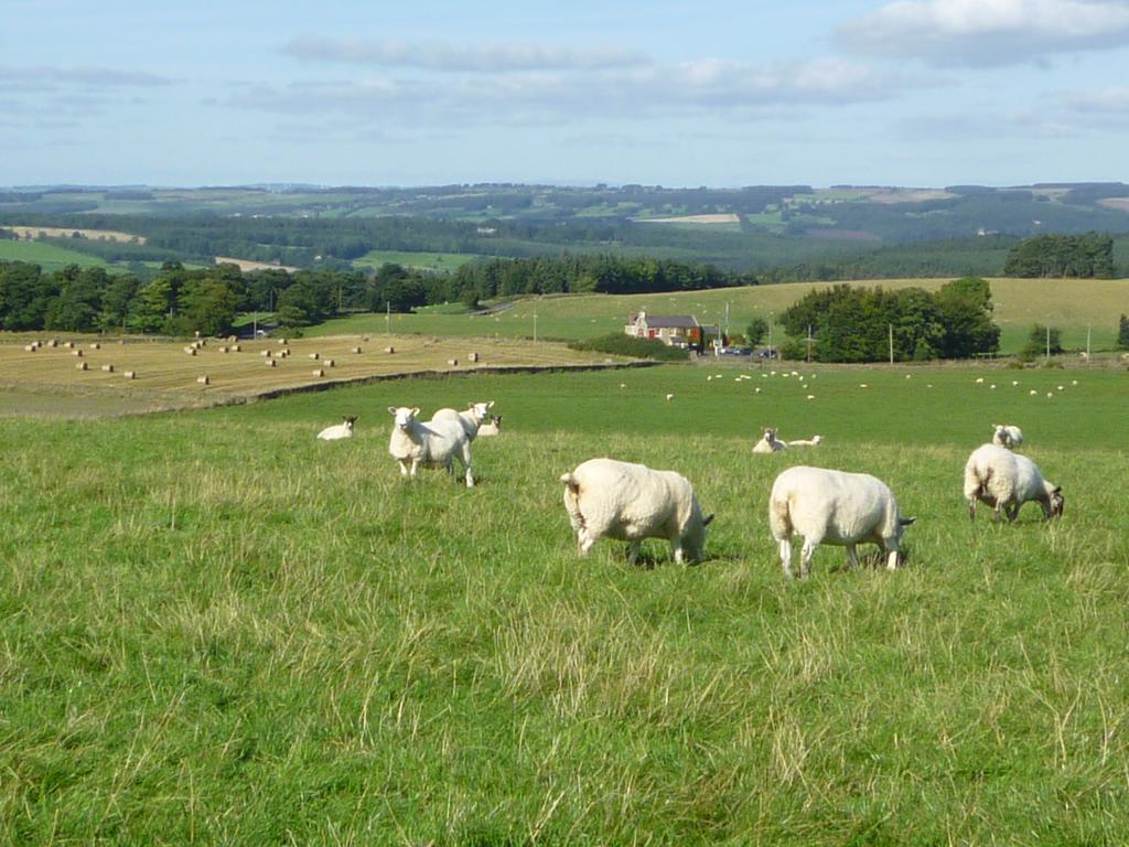 Rye Hill Farm Panzió Hexham Kültér fotó