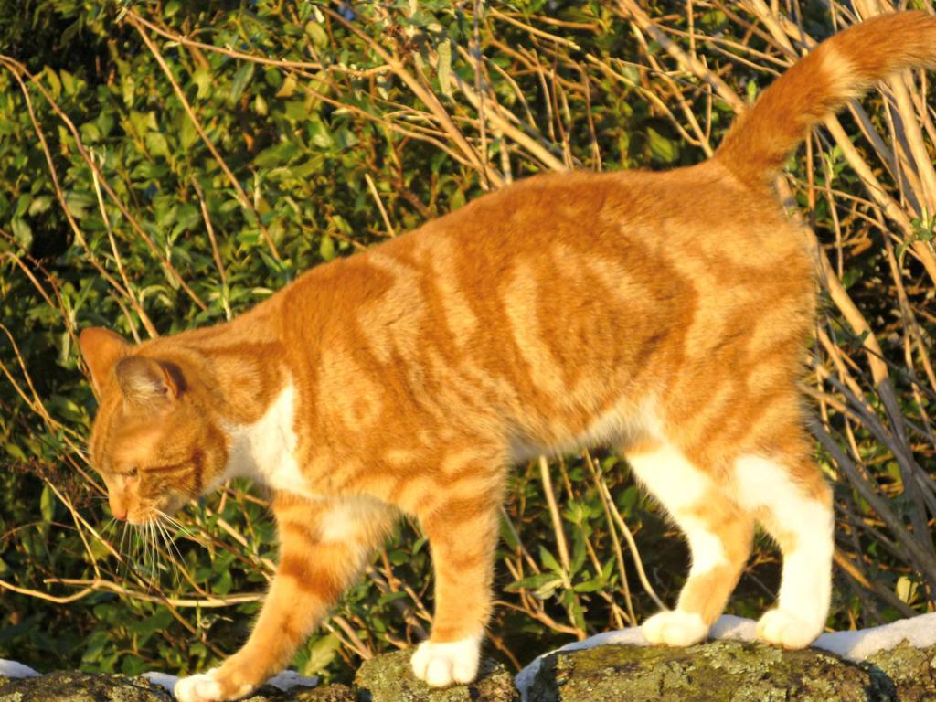 Rye Hill Farm Panzió Hexham Kültér fotó